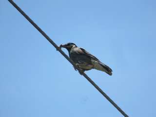 IMG_2583.jpg