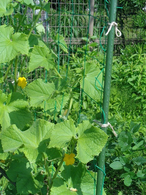 DSC03278.jpg