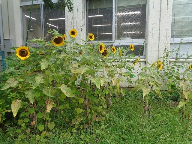 DSC04377.jpg